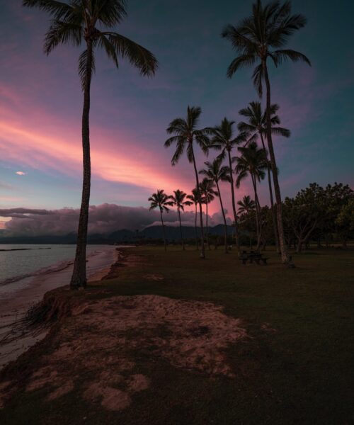 kaanapali beach palm trees